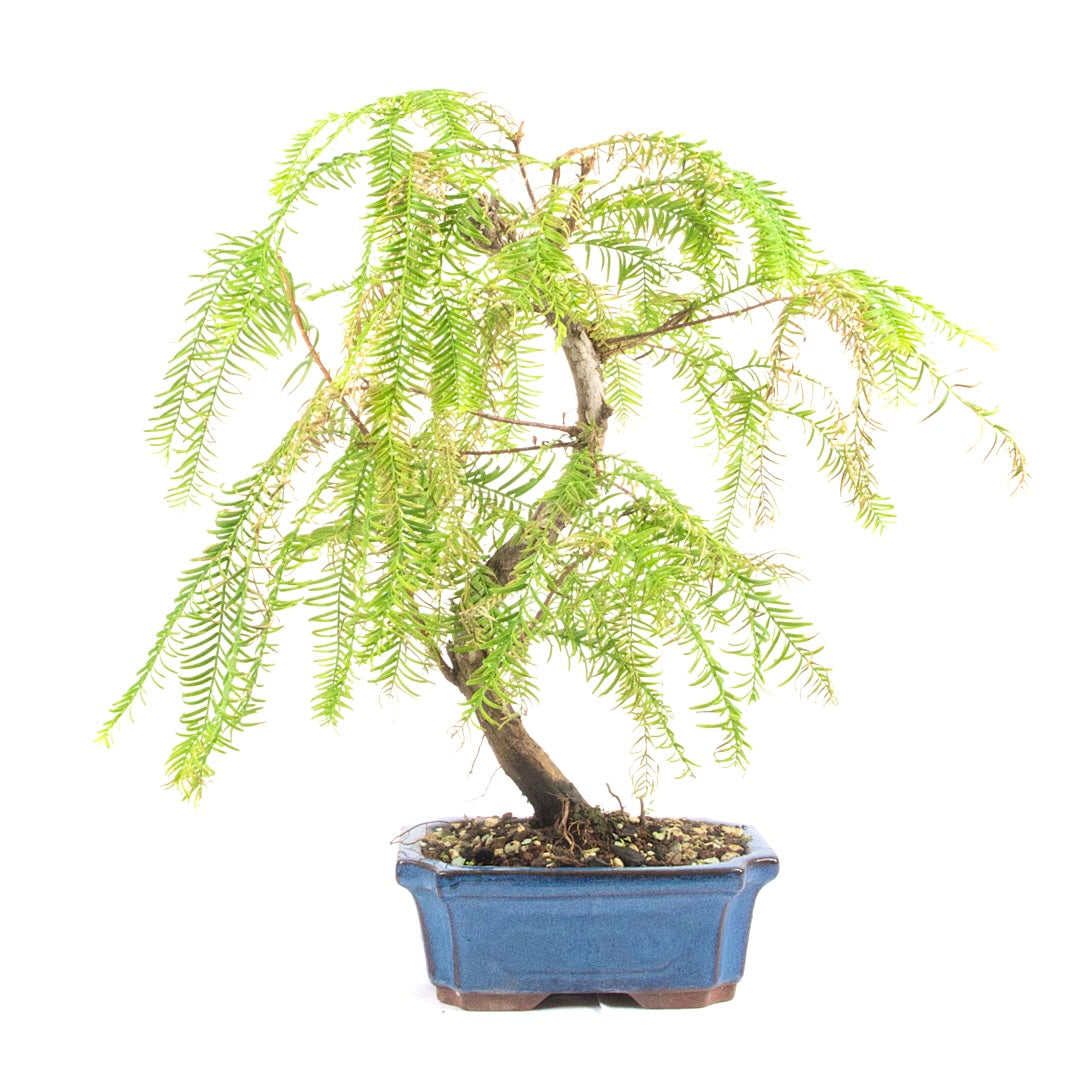 Urwelt Mammutbaum 'Metasequoia glyptostroboides'